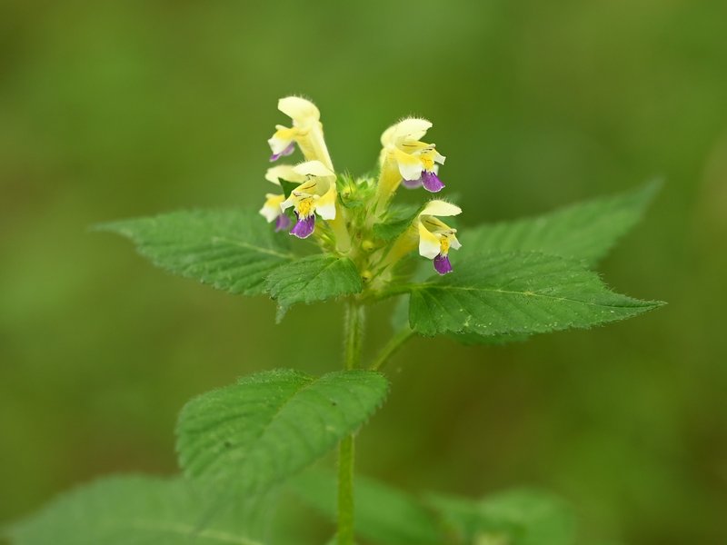 Edmonton Hempnettle photo 8