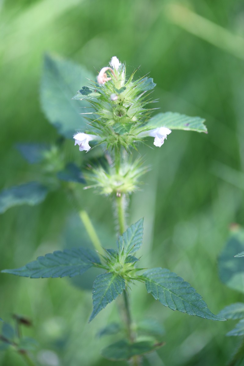 Brittlestem Hempnettle photo 2