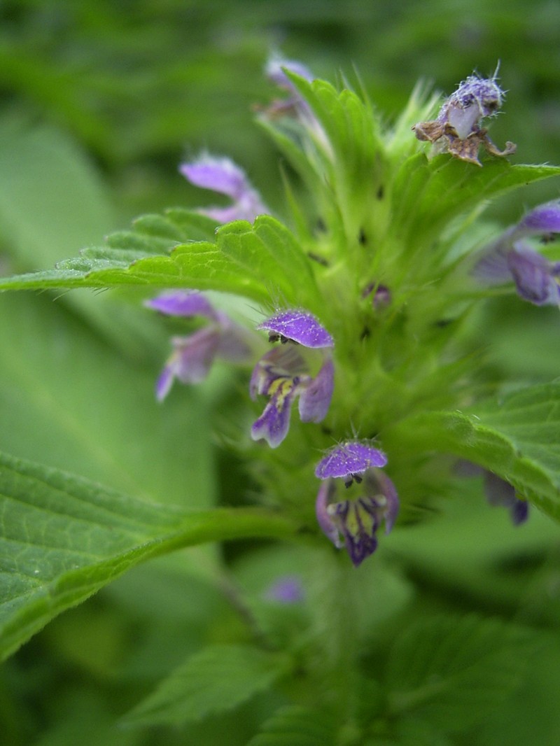 Brittlestem Hempnettle photo 3