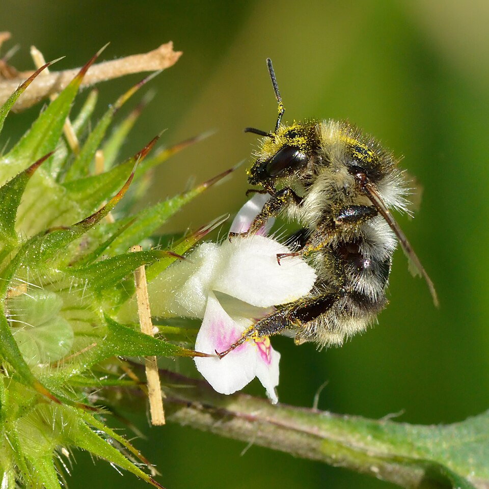 Brittlestem Hempnettle photo 6