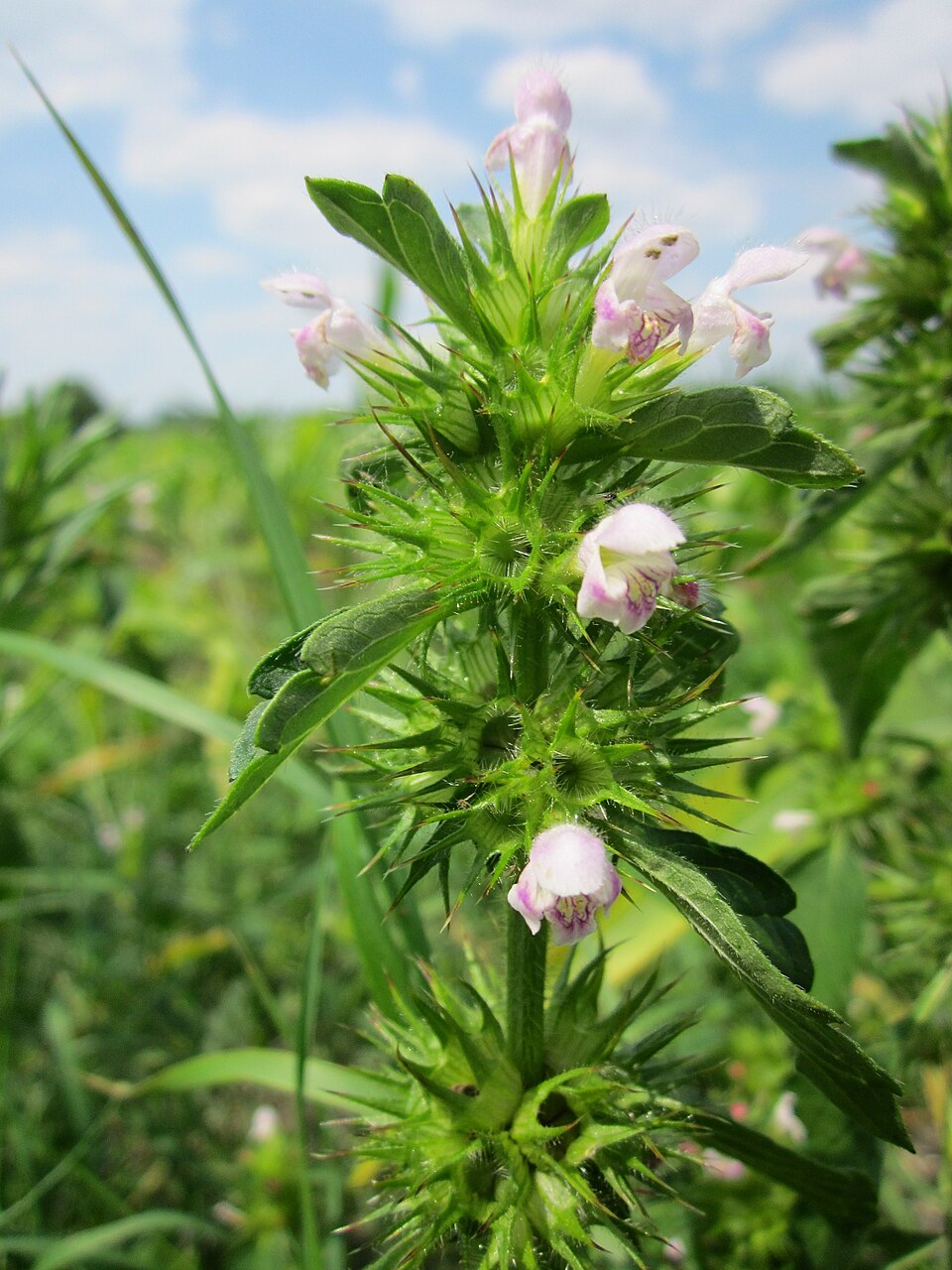 Brittlestem Hempnettle photo 7