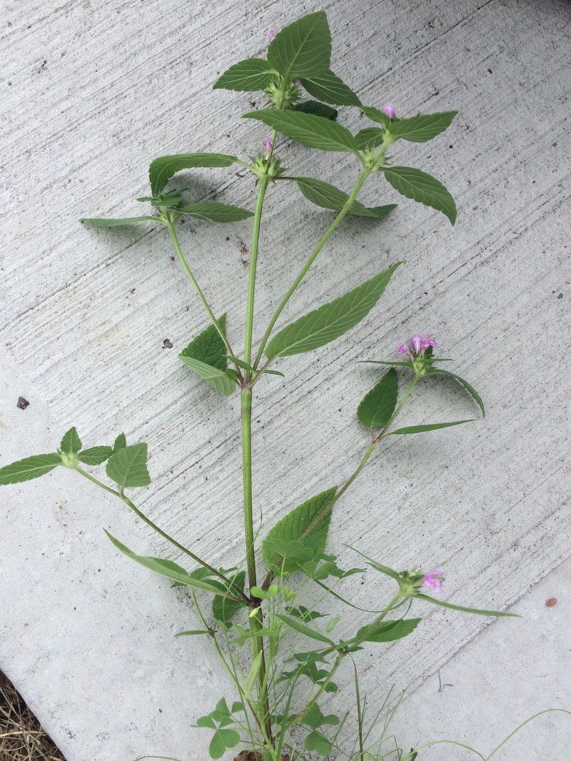 Brittlestem Hempnettle photo 8