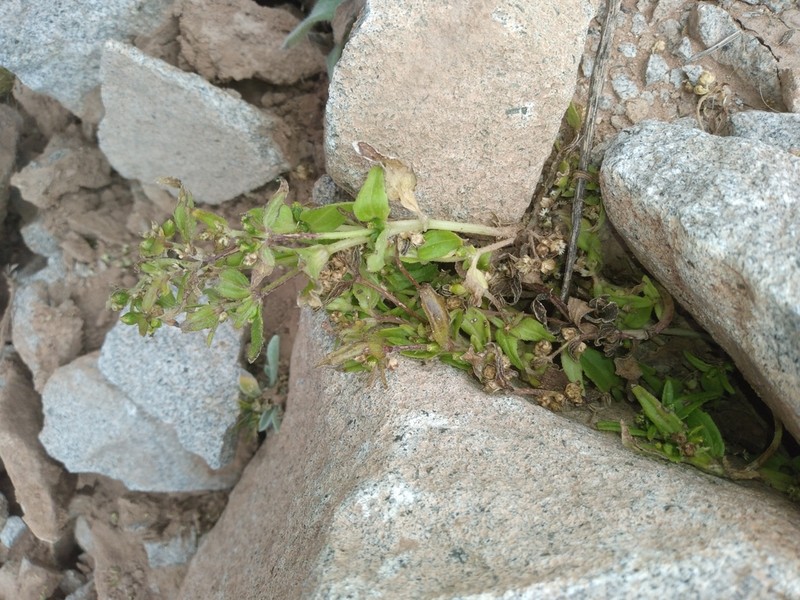 Galinsoga boliviensis