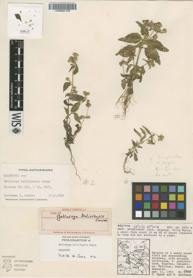 Galinsoga boliviensis photo 2