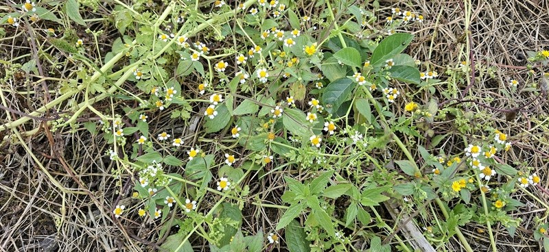 Galinsoga caligensis photo 2