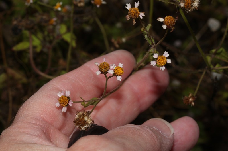 Galinsoga caligensis photo 3