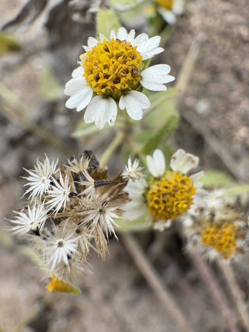 Galinsoga caligensis photo 4