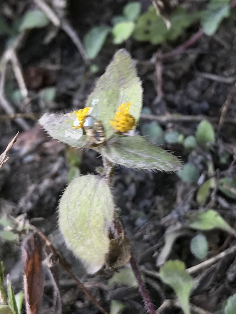 Galinsoga caligensis photo 5