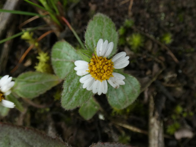 Galinsoga caligensis photo 6