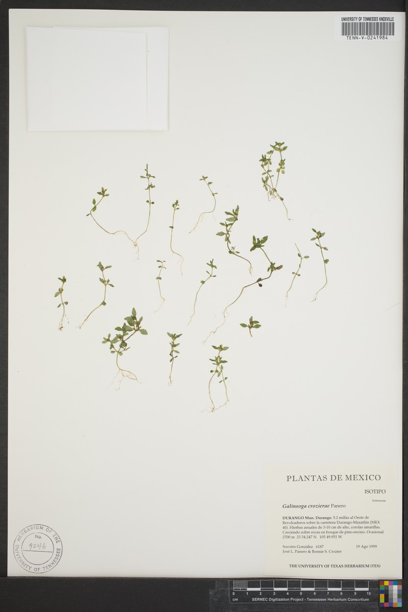 Galinsoga crozierae photo 2