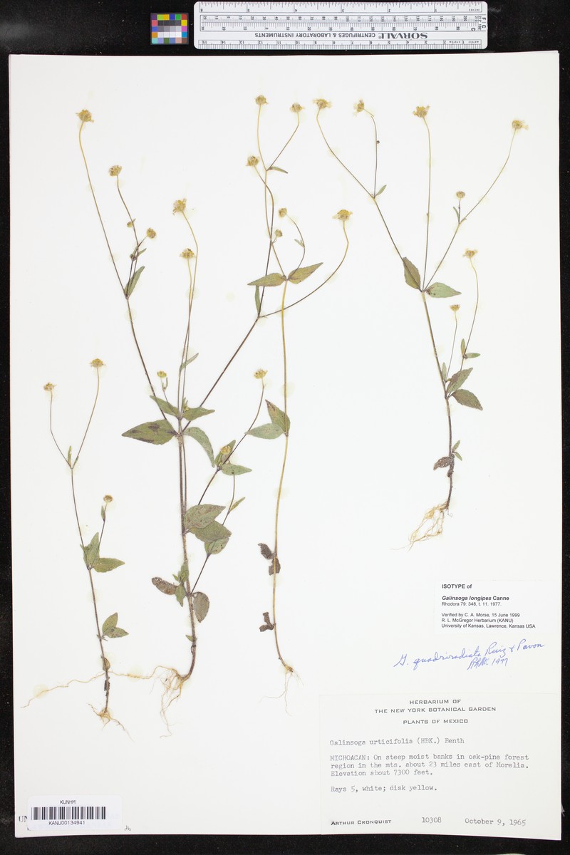 Galinsoga longipes
