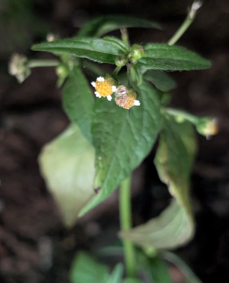 Gallant Soldier photo 3