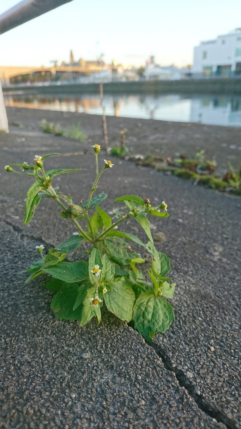 Nettle-Leaf Soldier photo 3