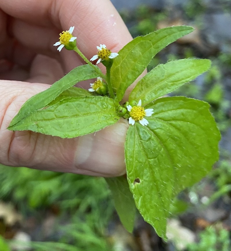 Nettle-Leaf Soldier photo 4