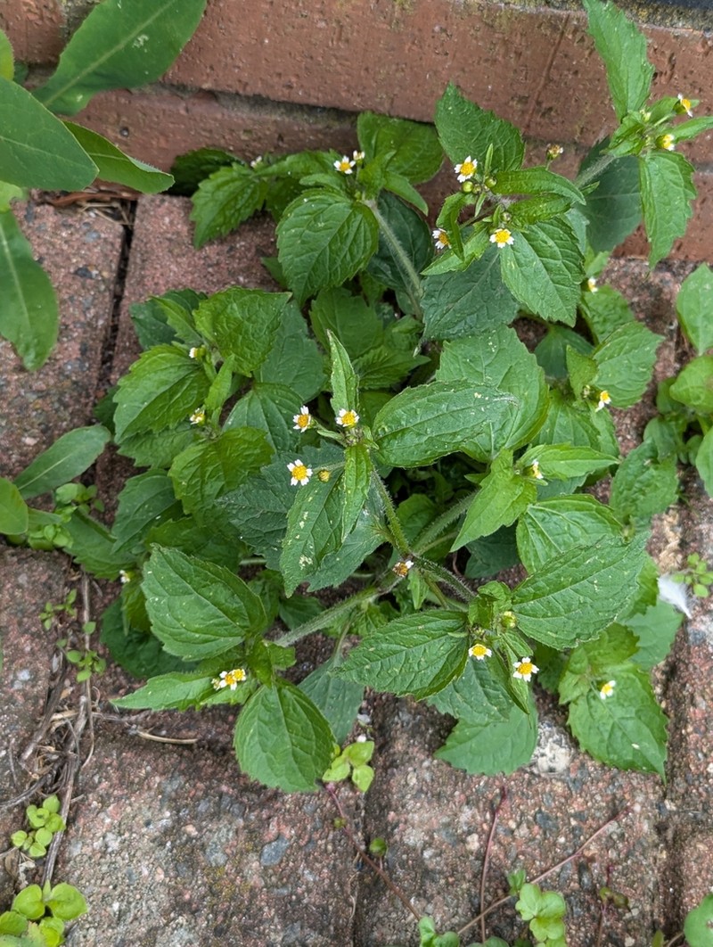 Nettle-Leaf Soldier photo 6