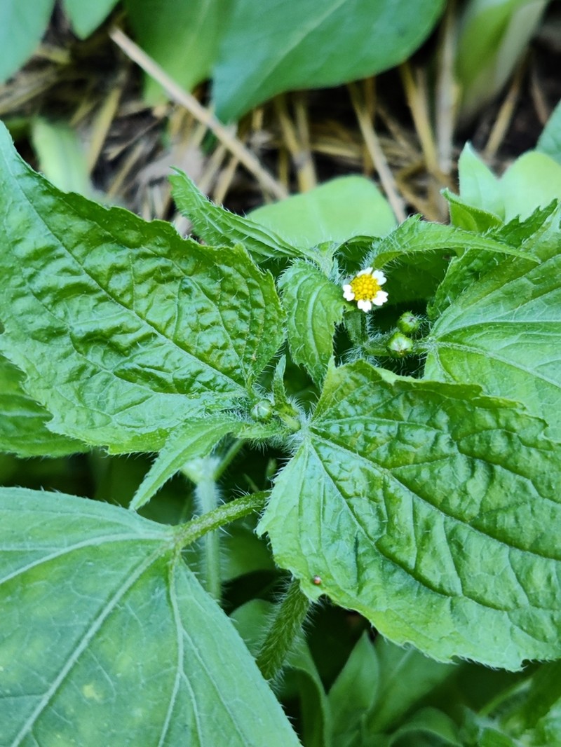 Nettle-Leaf Soldier photo 8