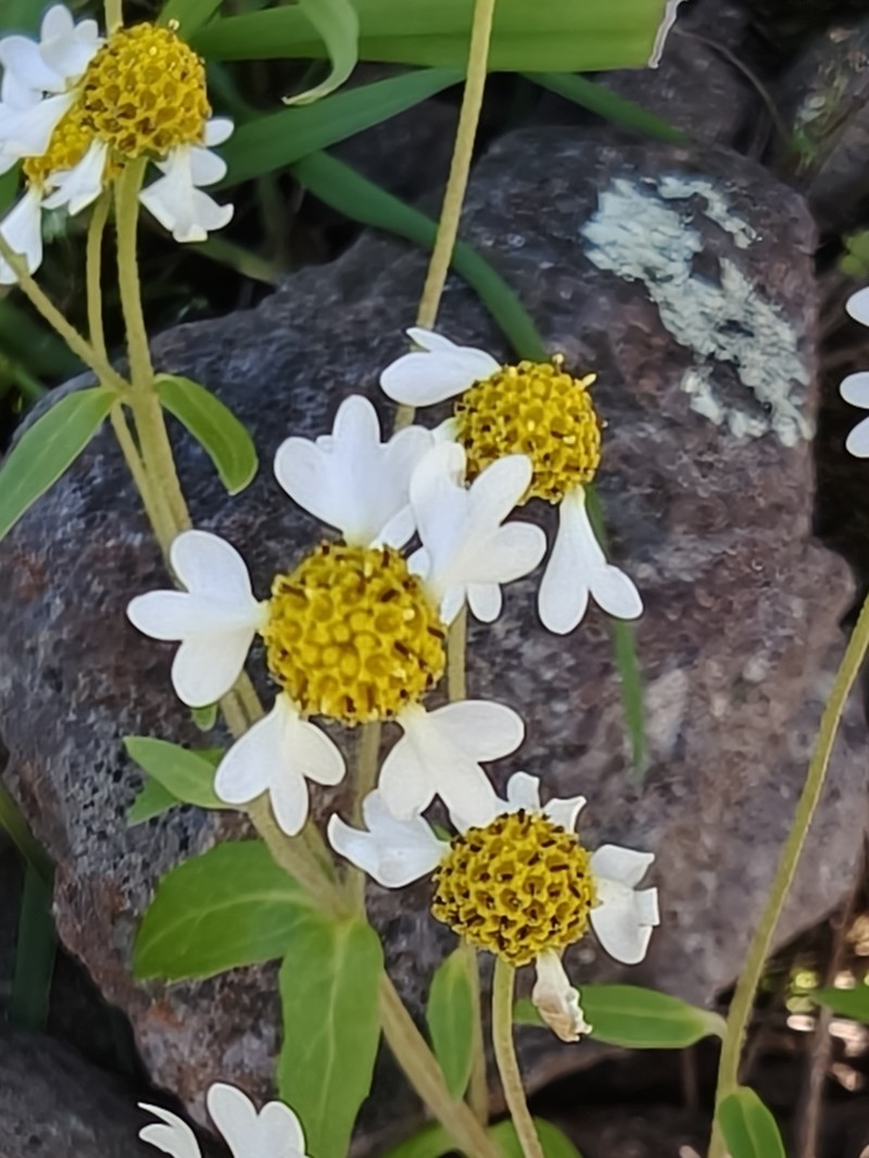 Galinsoga spellenbergii