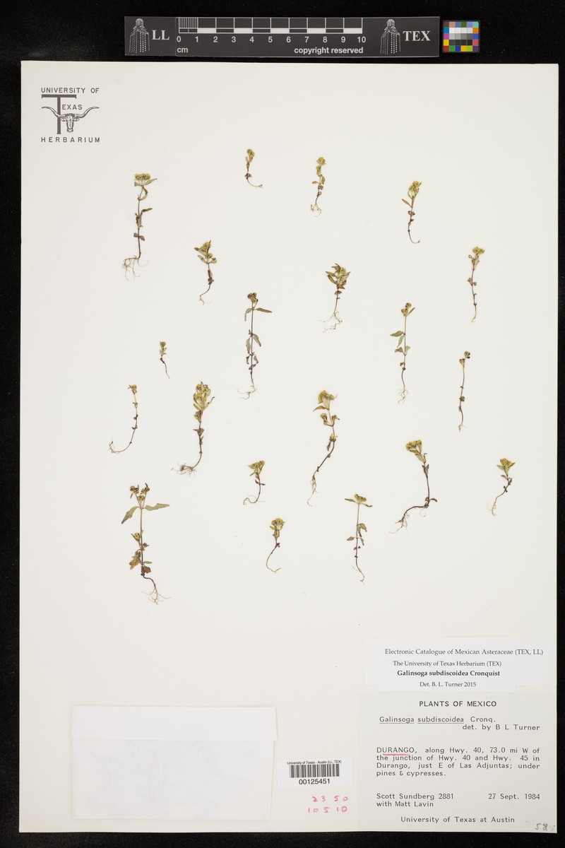 Galinsoga subdiscoidea
