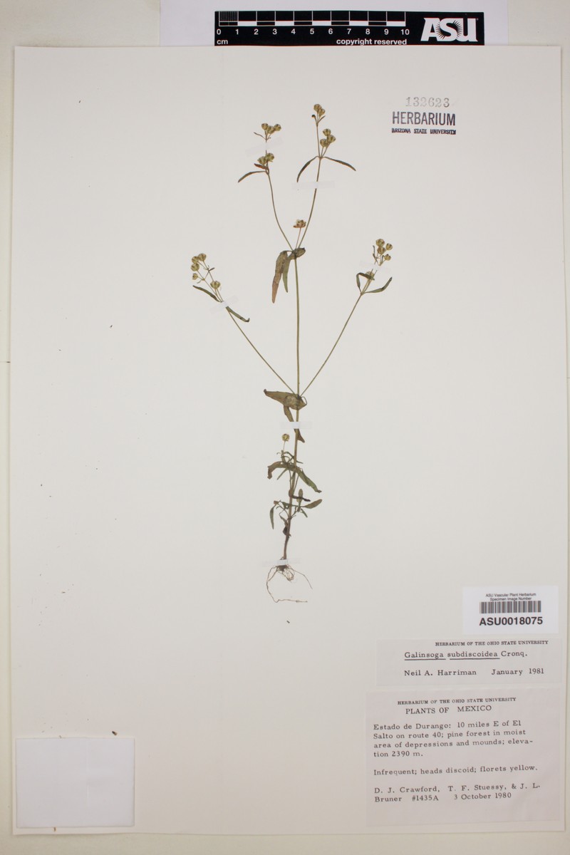 Galinsoga subdiscoidea photo 3