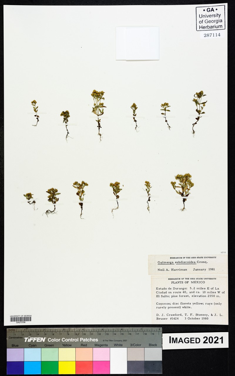 Galinsoga subdiscoidea photo 4
