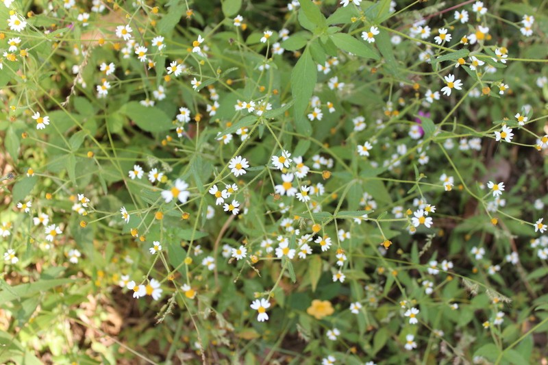 Galinsoga triradiata