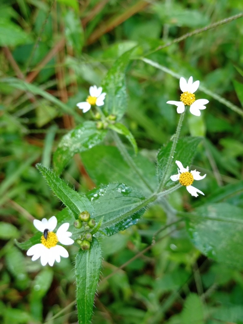 Galinsoga triradiata photo 2