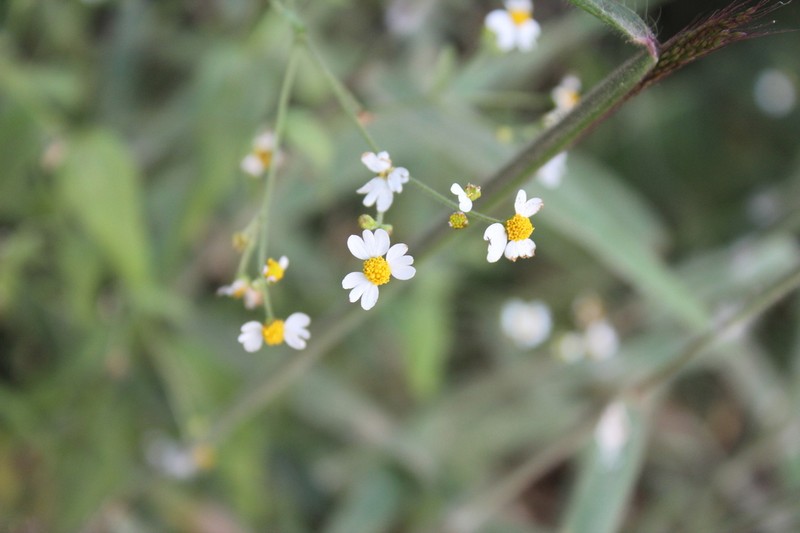 Galinsoga triradiata photo 3