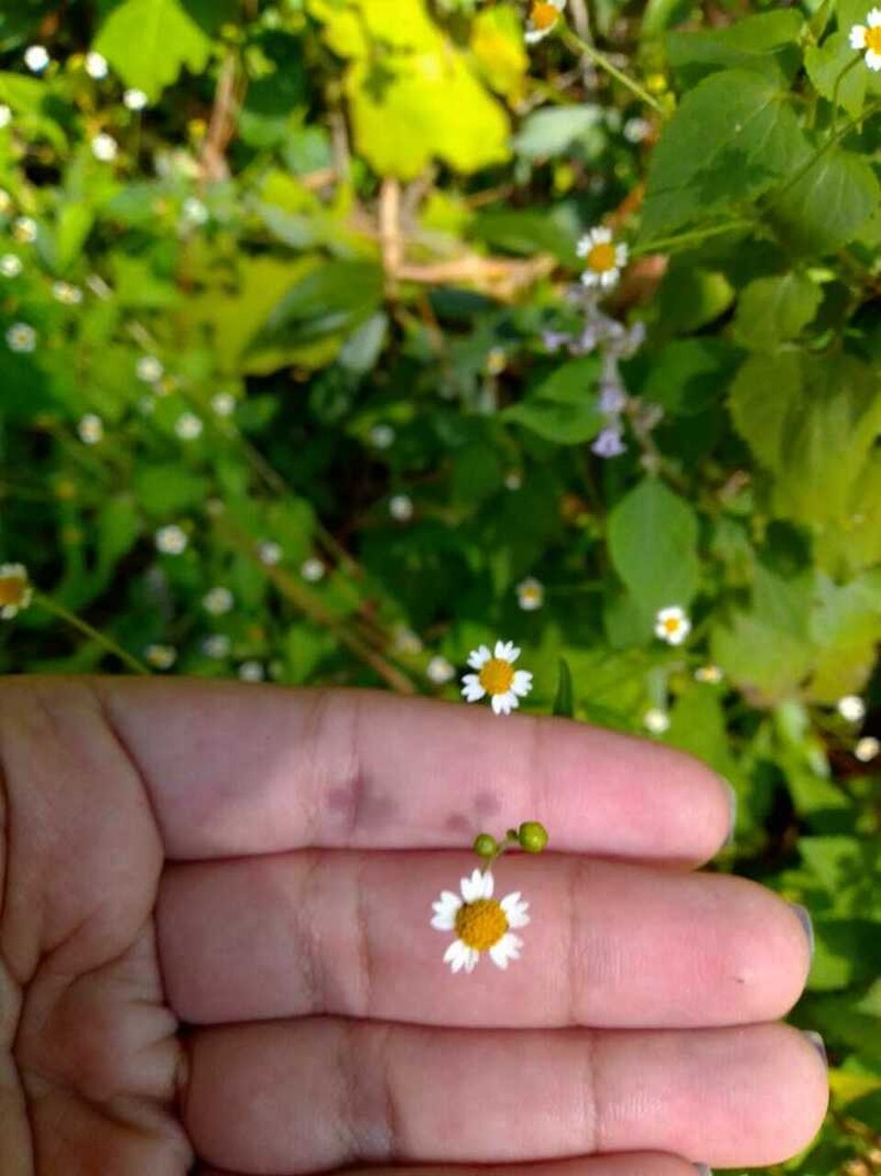 Galinsoga triradiata photo 4