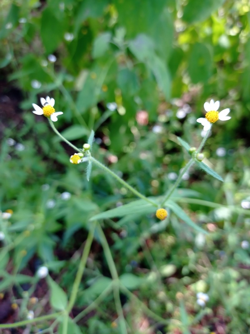 Galinsoga triradiata photo 5