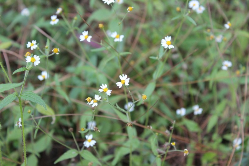 Galinsoga triradiata photo 6