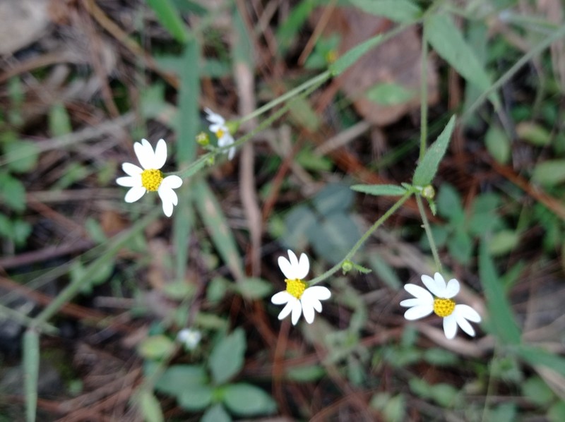 Galinsoga triradiata photo 7