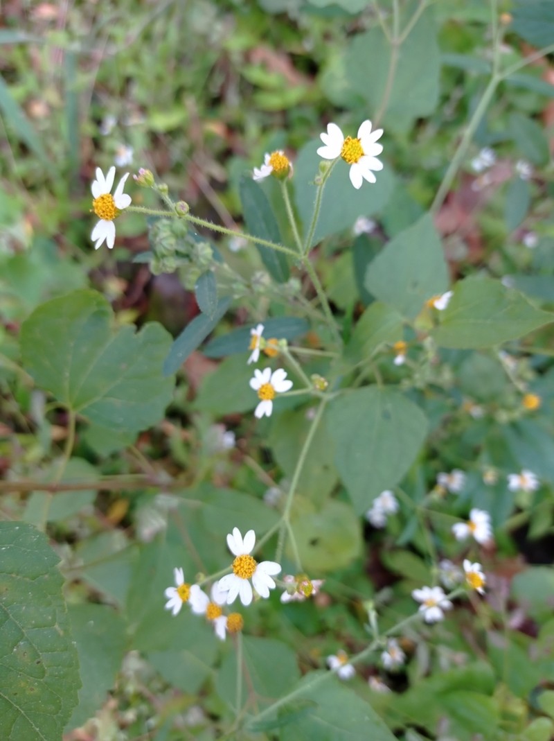 Galinsoga triradiata photo 8