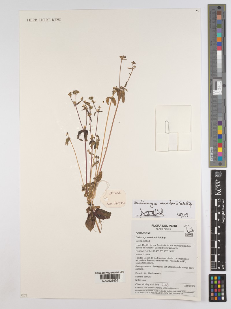 Galinsoga unxioides