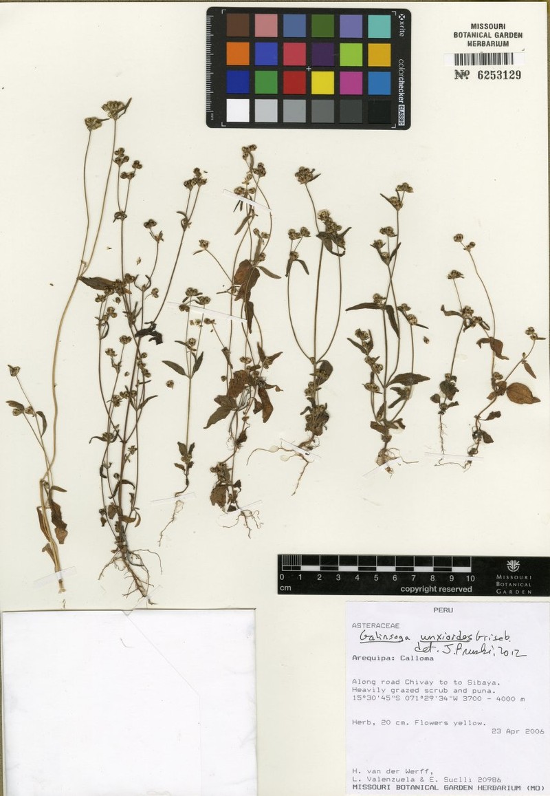 Galinsoga unxioides photo 2