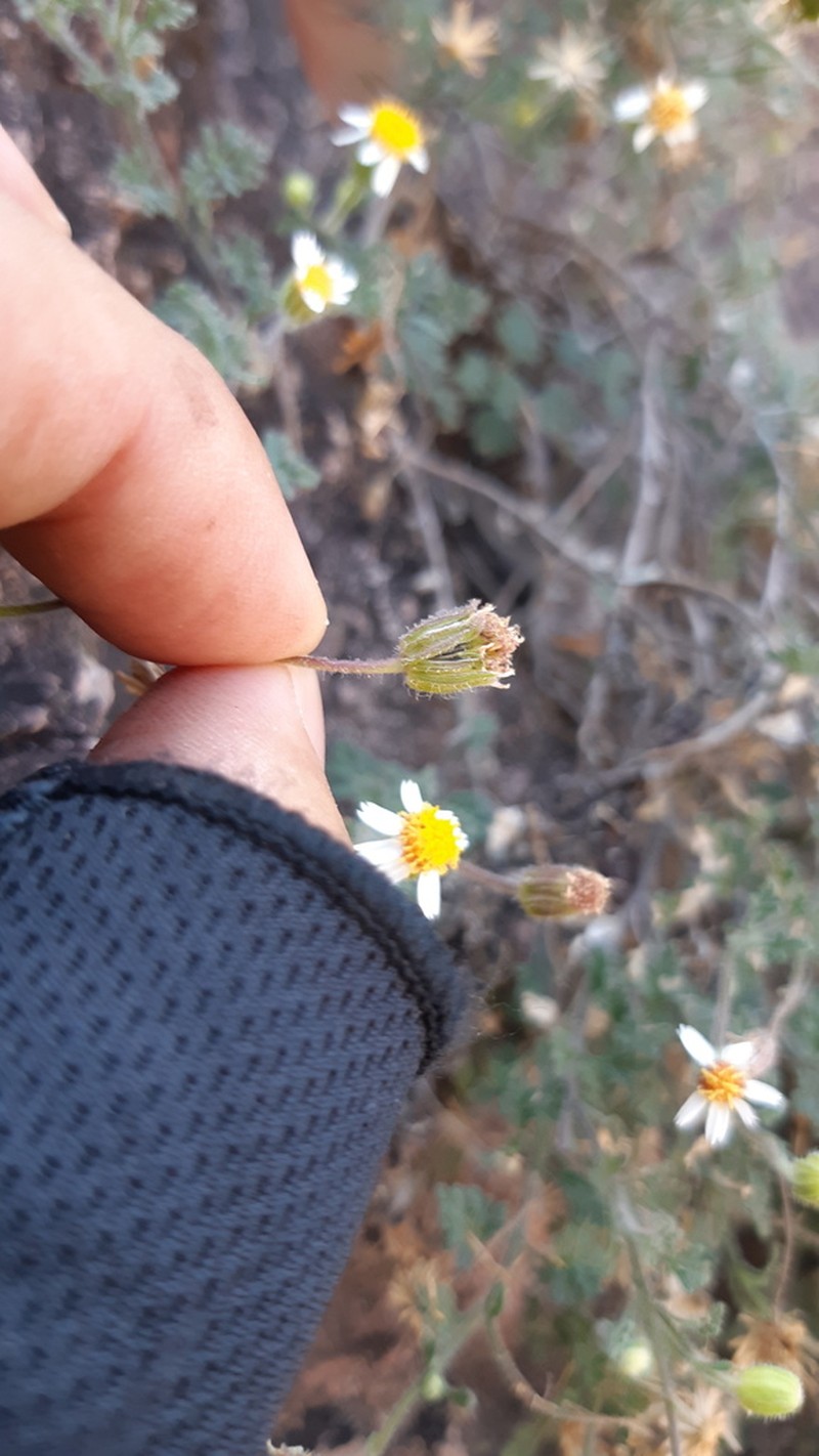 Galinsogeopsis canescens