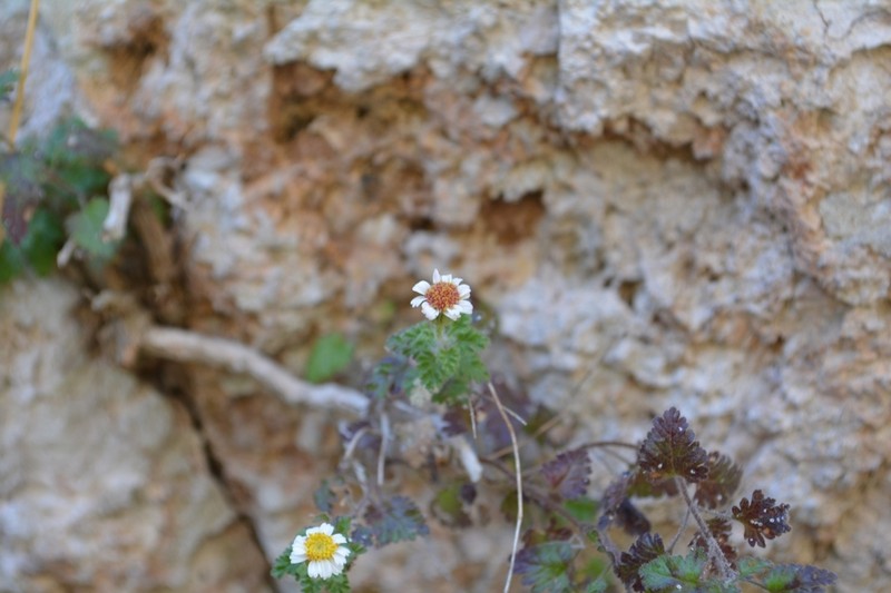 Galinsogeopsis canescens photo 2