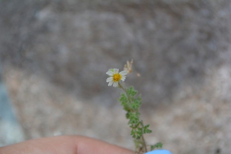 Galinsogeopsis canescens photo 4