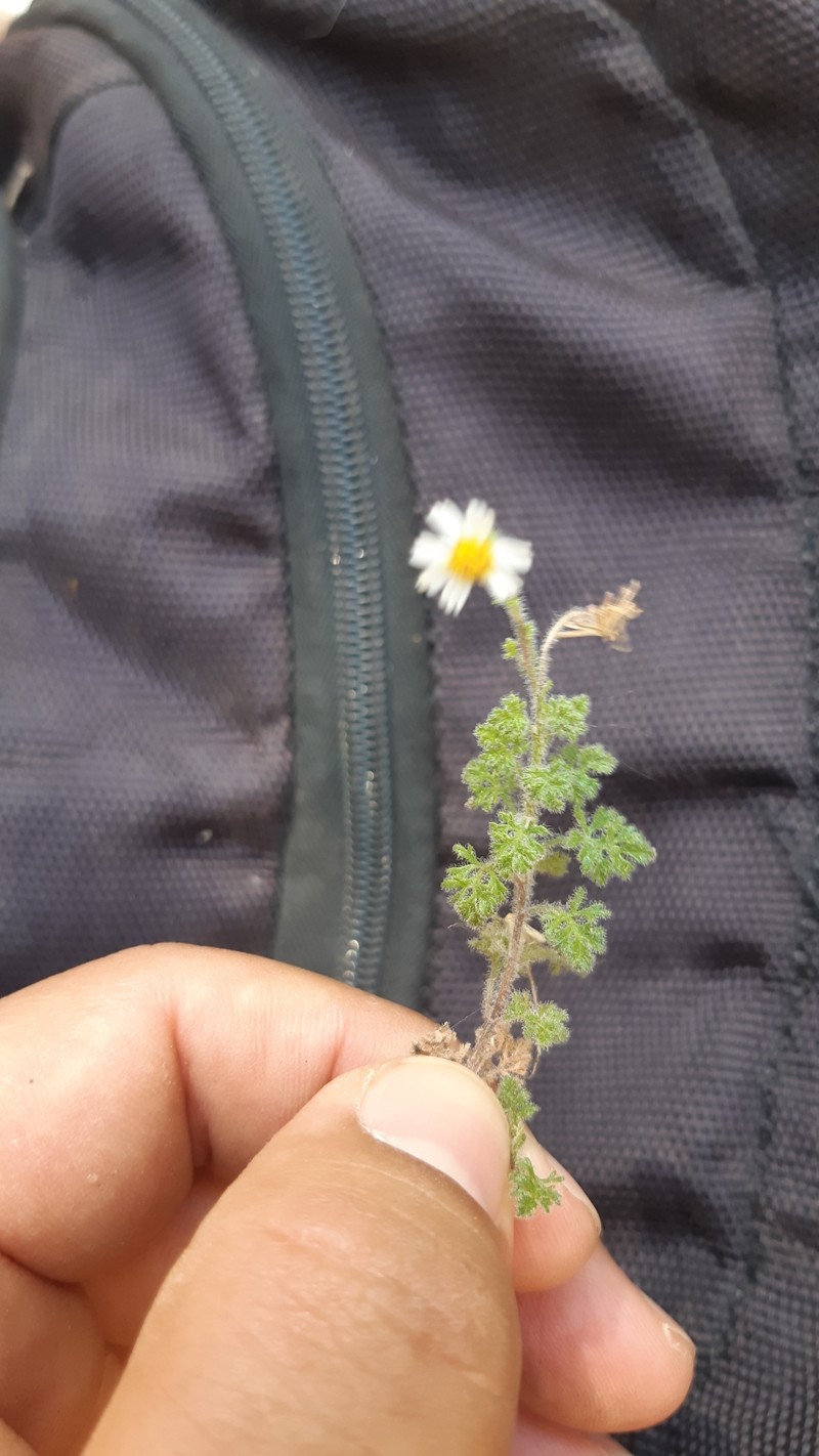Galinsogeopsis canescens photo 5
