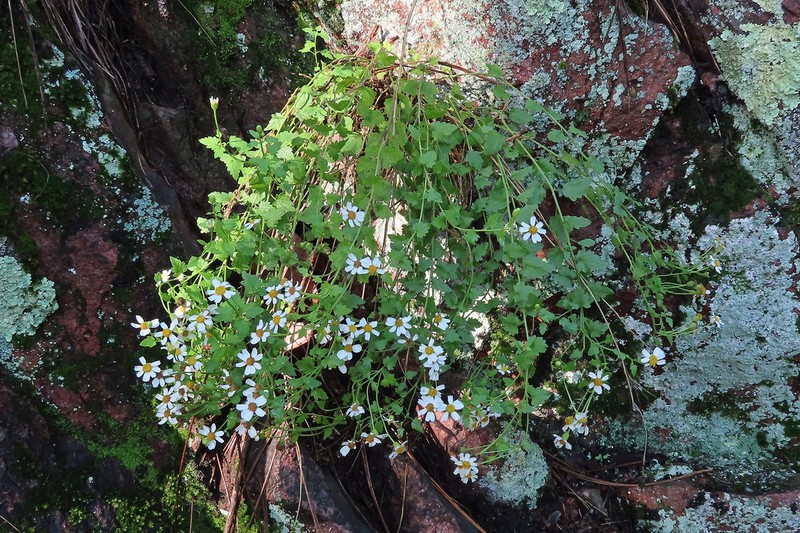 Fringed Rockdaisy