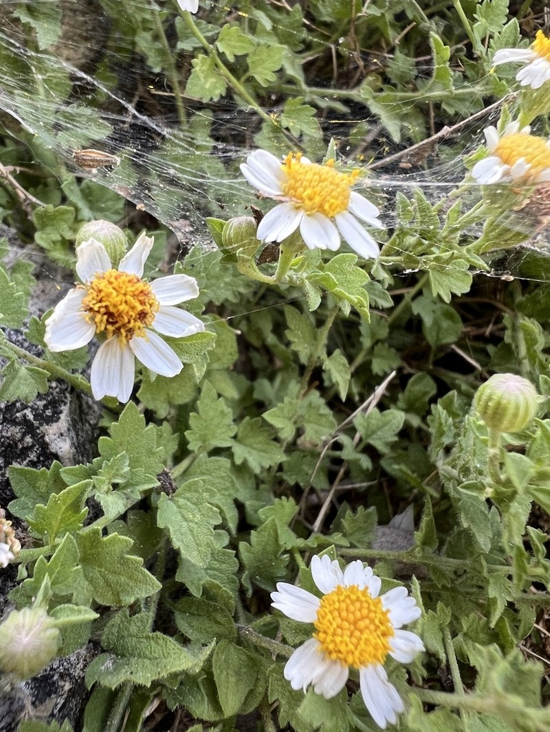 Fringed Rockdaisy photo 2