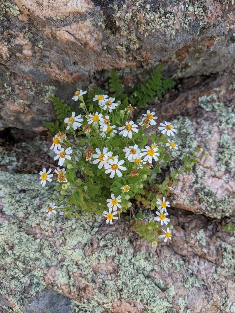 Fringed Rockdaisy photo 3