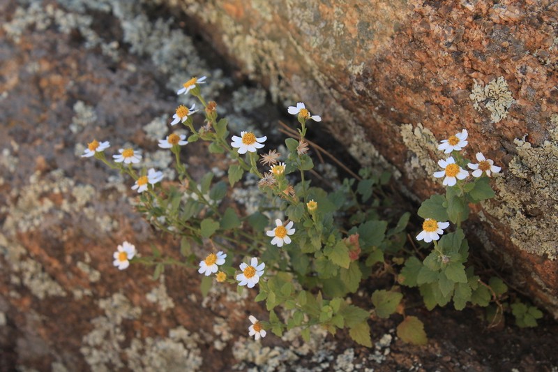 Fringed Rockdaisy photo 4
