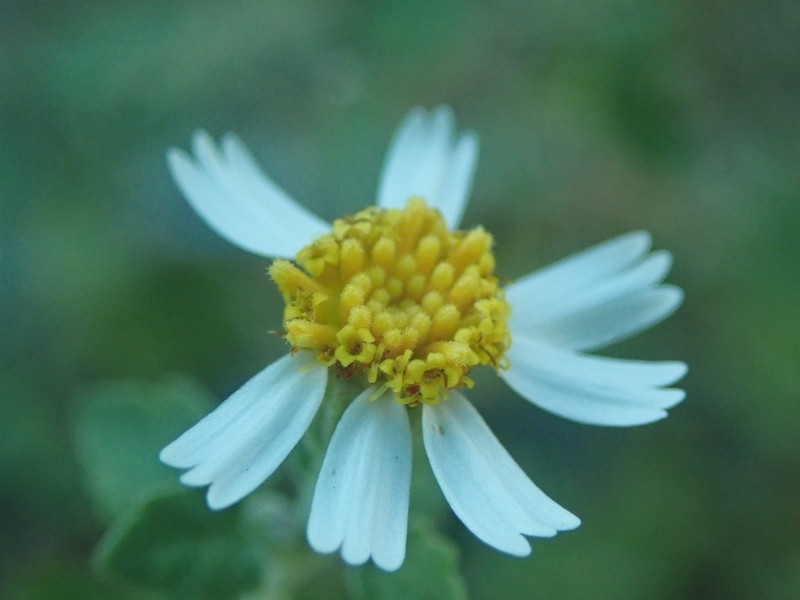 Fringed Rockdaisy photo 5
