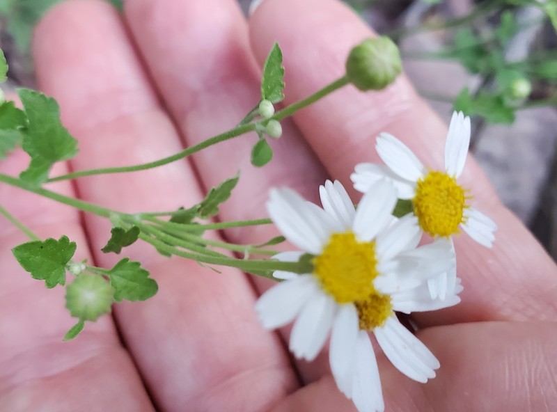 Fringed Rockdaisy photo 6