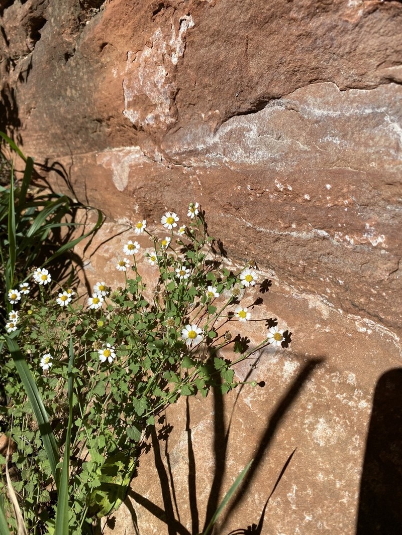 Fringed Rockdaisy photo 7