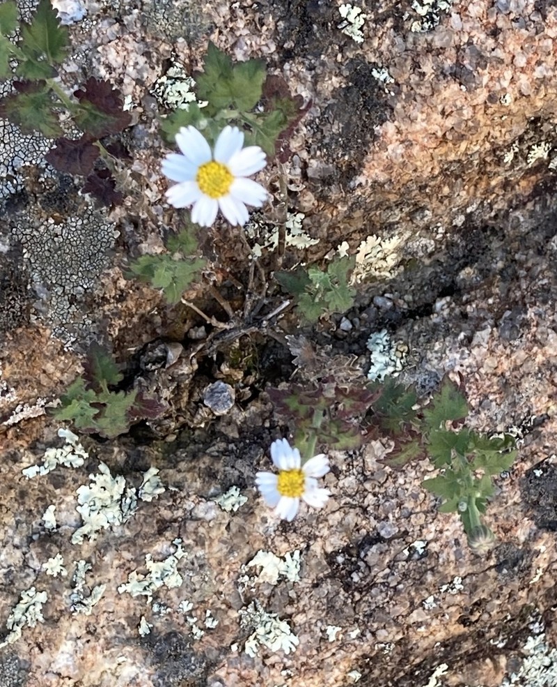 Fringed Rockdaisy photo 8