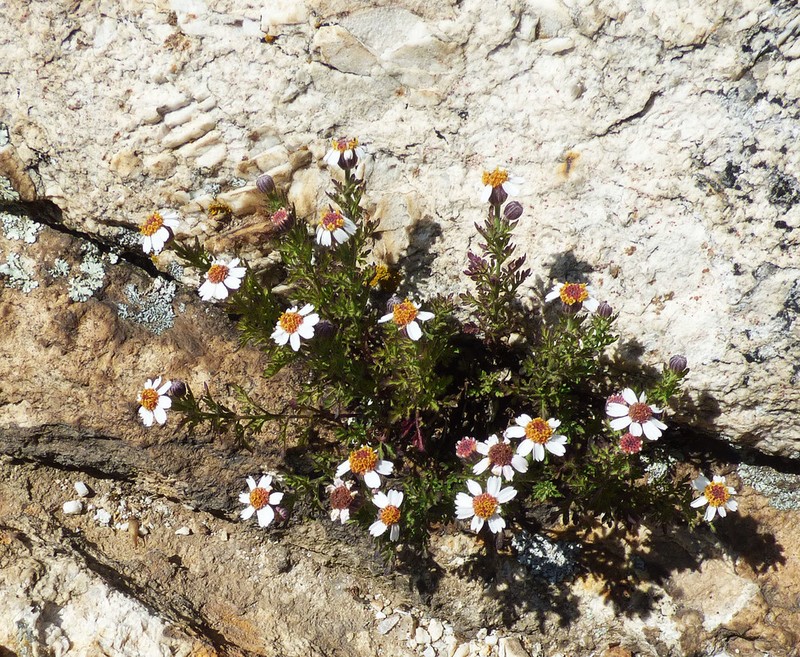 Crowfoot Rockdaisy