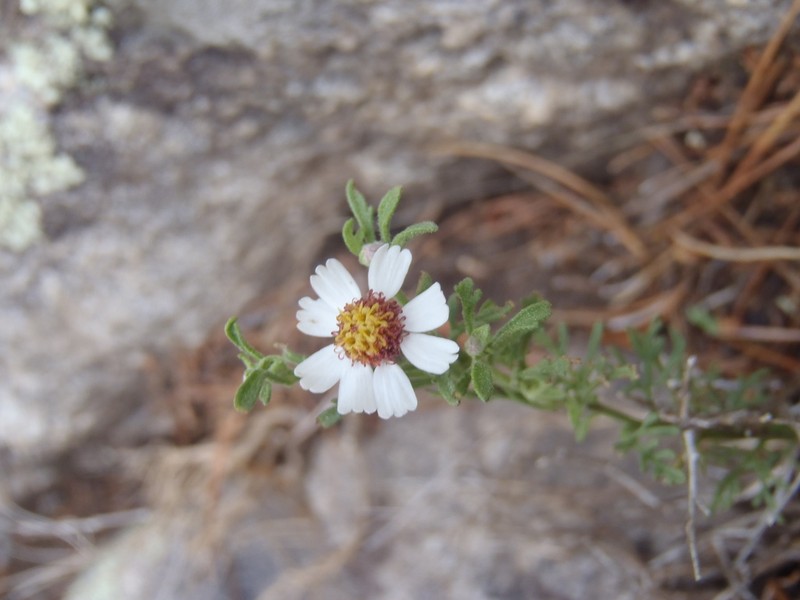 Crowfoot Rockdaisy photo 3