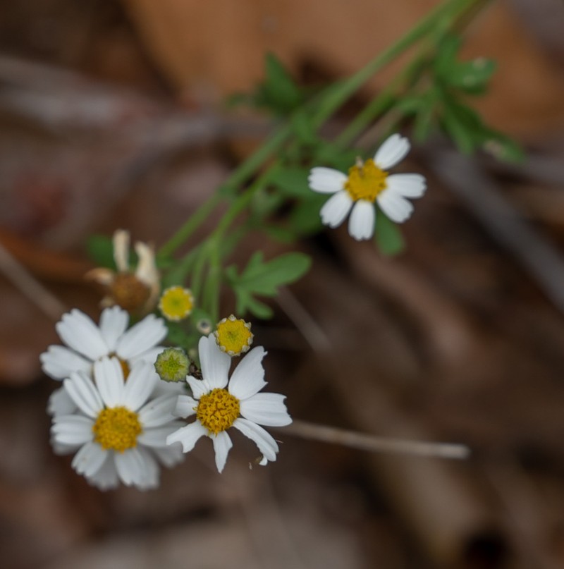 Crowfoot Rockdaisy photo 4
