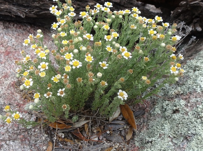 Crowfoot Rockdaisy photo 5